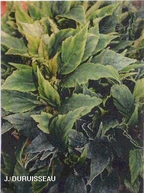 B. ‘Bebe’
